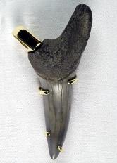 Image for NORTH CAROLINA 22 MILLION YEAR OLD PREHISTORIC SHARK TOOTH 18 K. Gold PENDANT