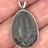 Image for Trilobite Fossil Sterling Silver Pendant