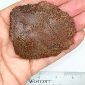 Image for Dinosaur Bone Gem Rough Multi color Fossilized Cell Structure 41 g Lapidary or Specimen